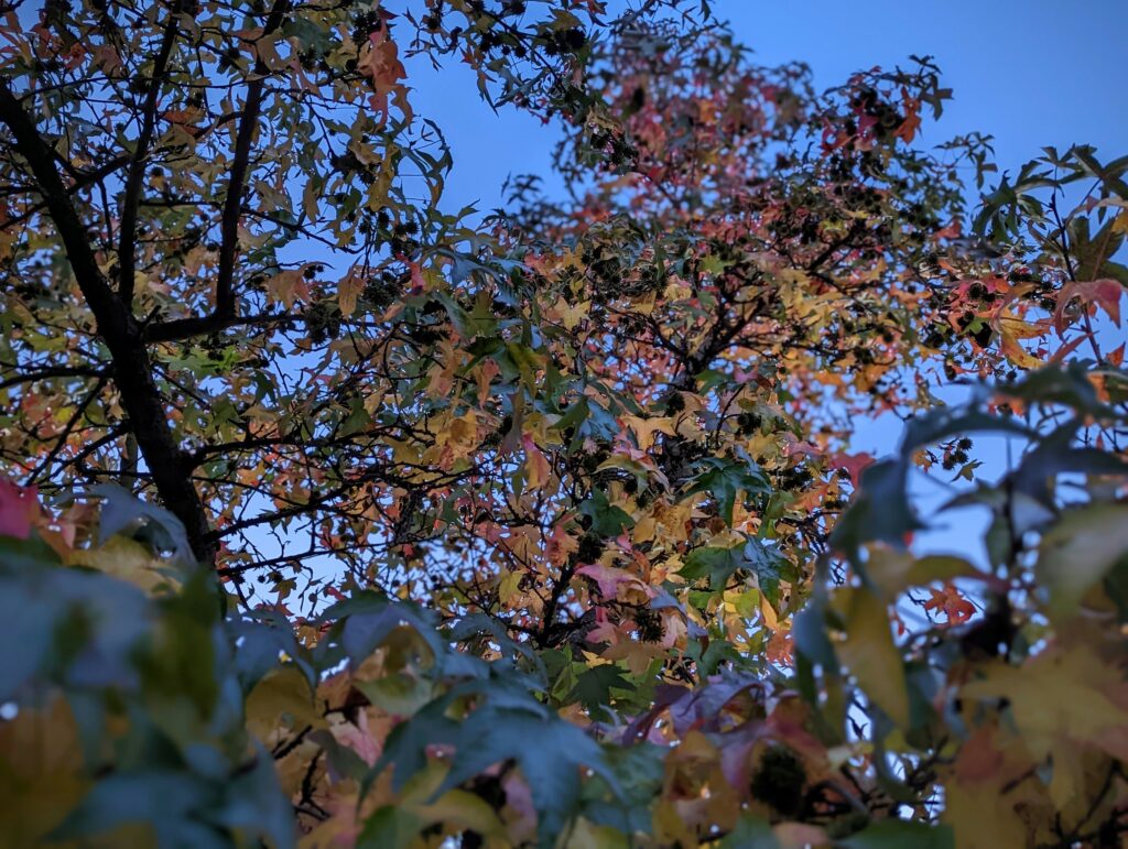 Autumn leaves in shades of orange, yellow, and green on branches with dark seed pods, seen from below against a clear blue sky.