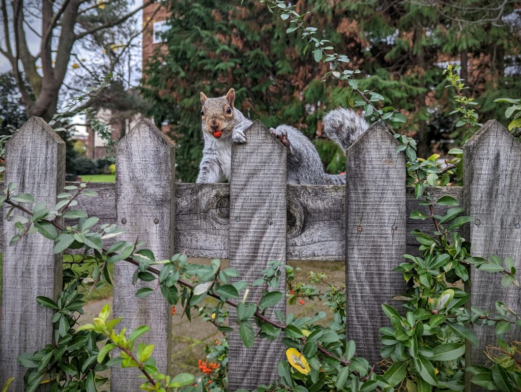 Grey squirrel with a red berry in its mouth looking over a wooden picket fence with green foliage in the foreground.