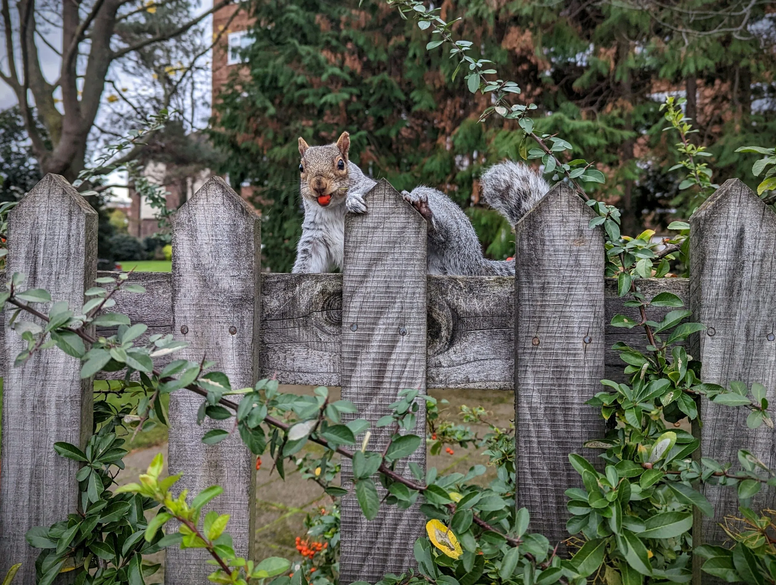 Grey squirrel with a red berry in its mouth looking over a wooden picket fence with green foliage in the foreground.
