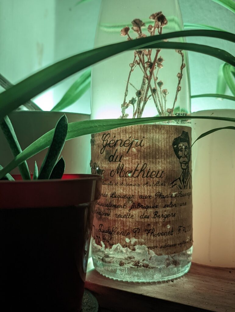 Dried herbs in a Génépi du Père Mathieu bottle, backlit by green light and framed by houseplant leaves.