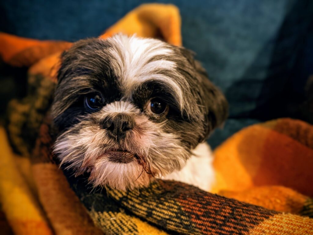 A small black and white Shih Tzu dog nestled in a warm orange and brown plaid blanket, looking directly at the camera.