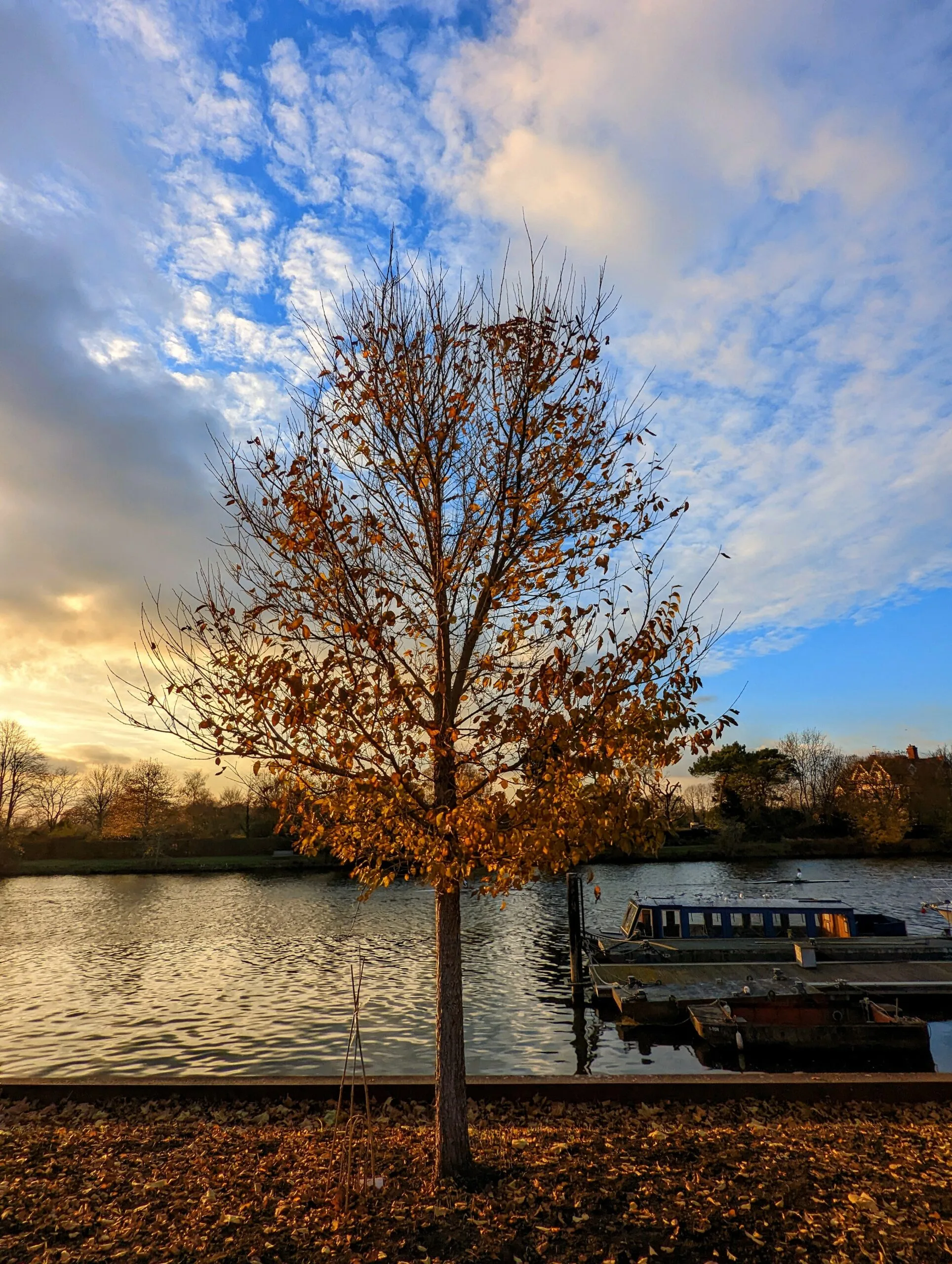 A tree with golden autumn leaves on a riverbank at sunset. Moored canal boats sit on the water beneath a blue sky with wispy white clouds.