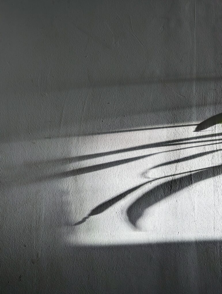 Stark, elongated shadows of thin leaves cast against a textured white wall in bright sunlight.