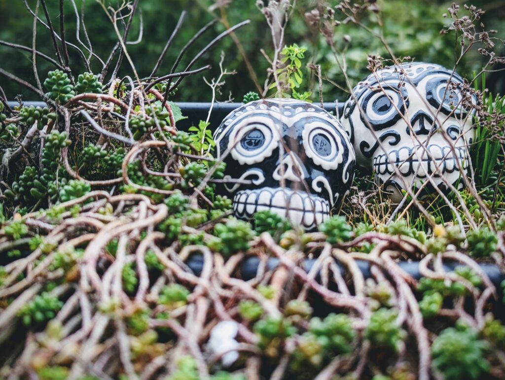 Two ceramic sugar skulls, one black and one white with contrasting patterns, nestled among green succulents and dry vines.
