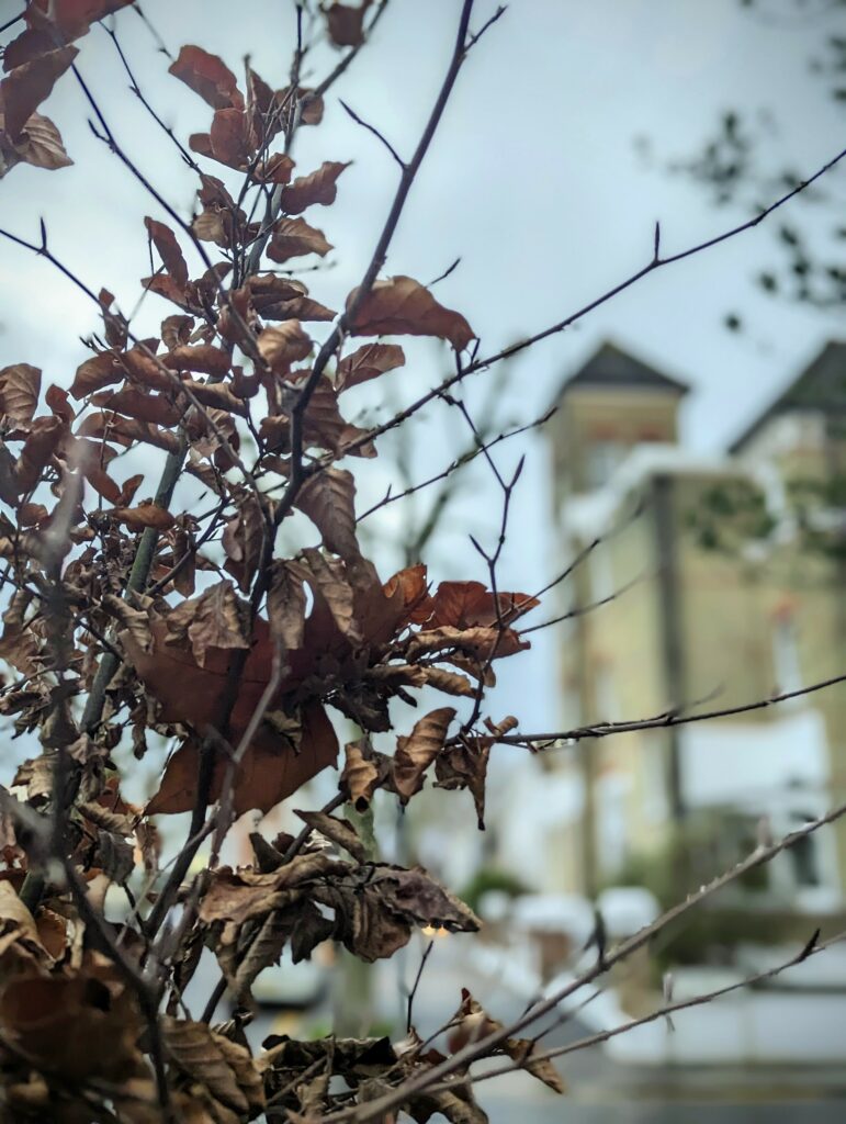 Dried brown winter leaves on a hedge, with a blurred urban street and light-colored houses in the soft-focus background.