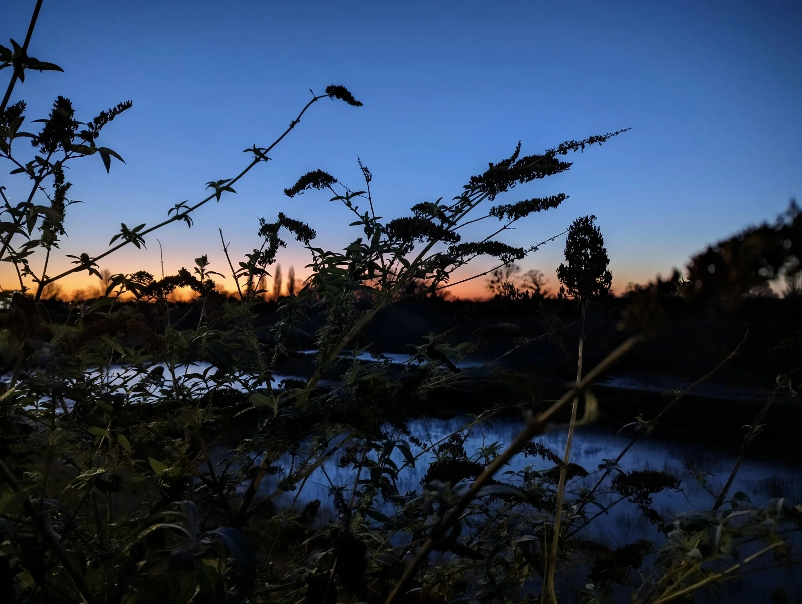 Silhouette of wild shrubs and tall seed heads against a deep blue and orange sunset sky reflecting in a still lake.
