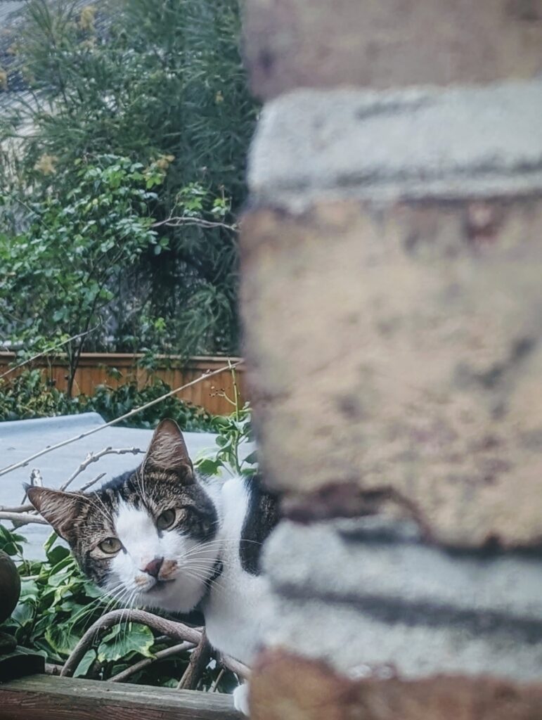A tabby and white cat peeking around the edge of a weathered brick wall in a green garden.