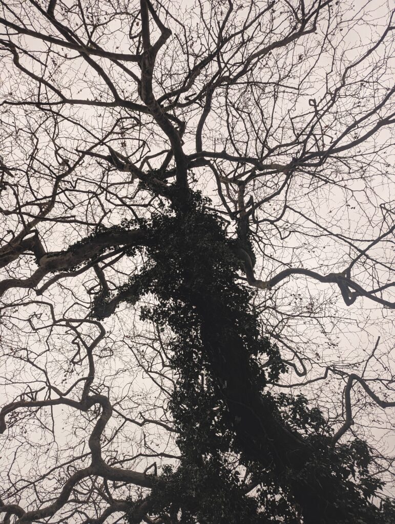 Looking up at a thick tree trunk covered in dark ivy, its sprawling bare branches silhouetted against a pale grey winter sky.
