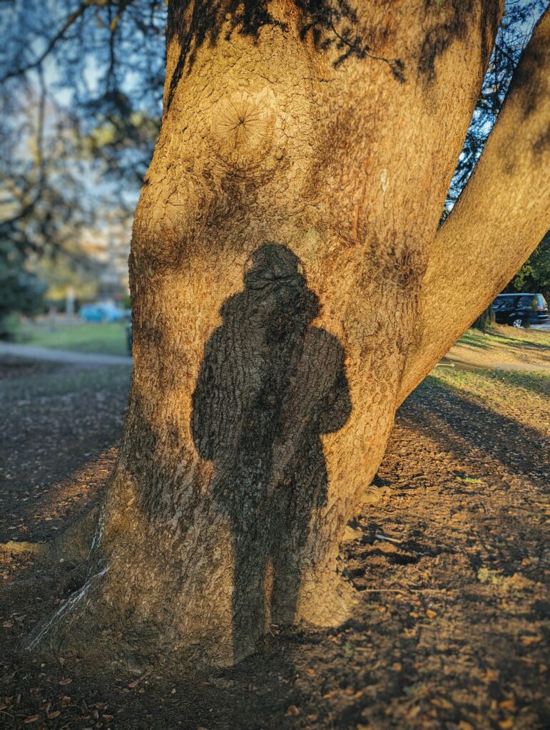 The shadow of a person in a hooded coat cast onto a large tree trunk in the warm golden light of late afternoon.