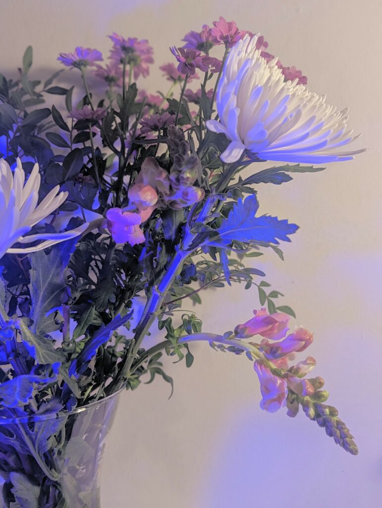 A bouquet of white chrysanthemums and pink snapdragons in a glass vase, lit with dramatic blue light against a plain wall.