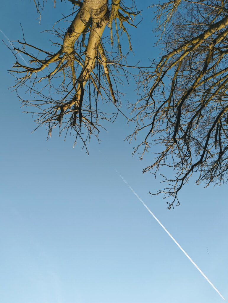 Bare trees lit by golden sunlight against a clear blue sky with a white airplane contrail cutting diagonally across the frame.