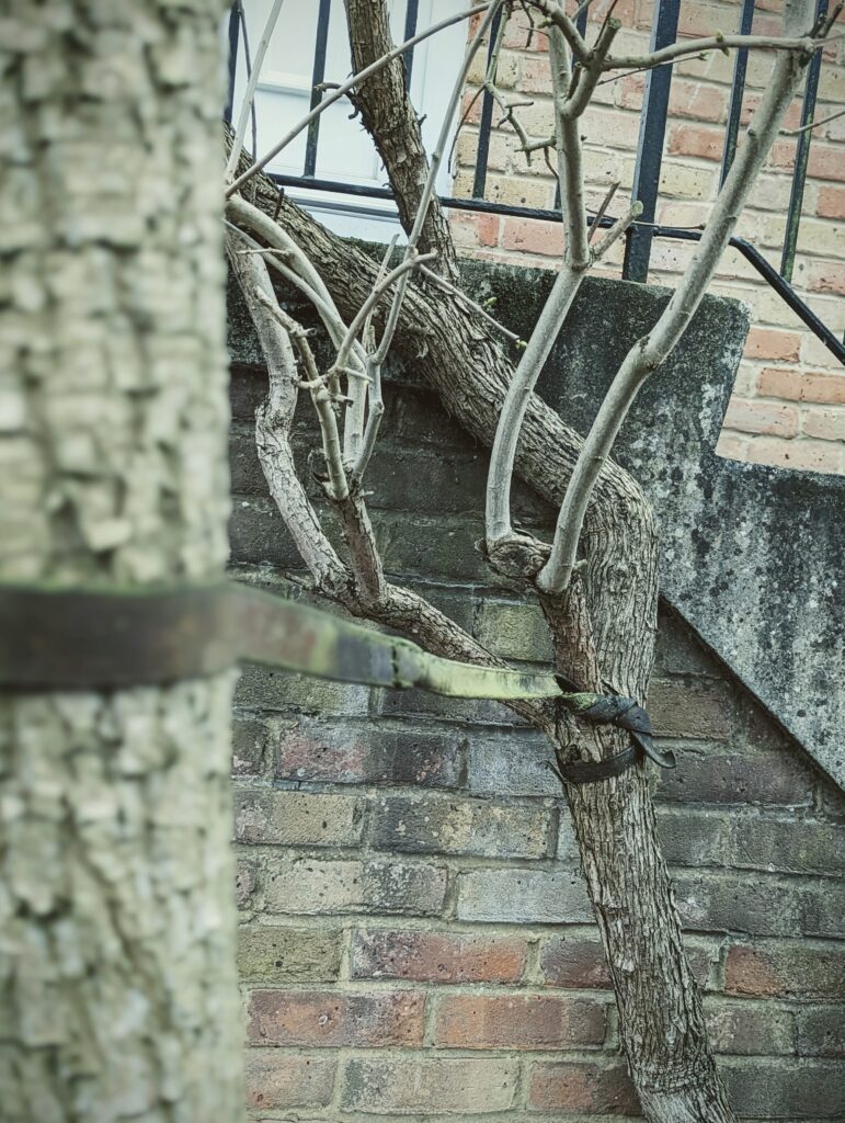 A slender bare tree tethered by a strap to a thick trunk in the foreground, set against a weathered brick wall and concrete stairs.