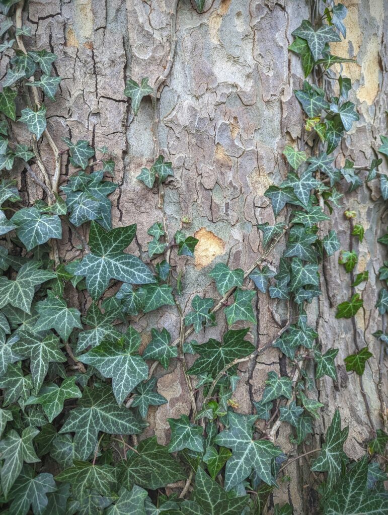 Green ivy with prominent white veins climbing the mottled, grey and brown textured bark of a tree trunk.