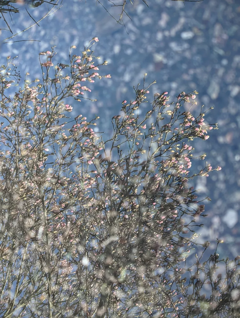 Pink flower buds on spindly branches against a blurry blue and grey cityscape viewed from above.