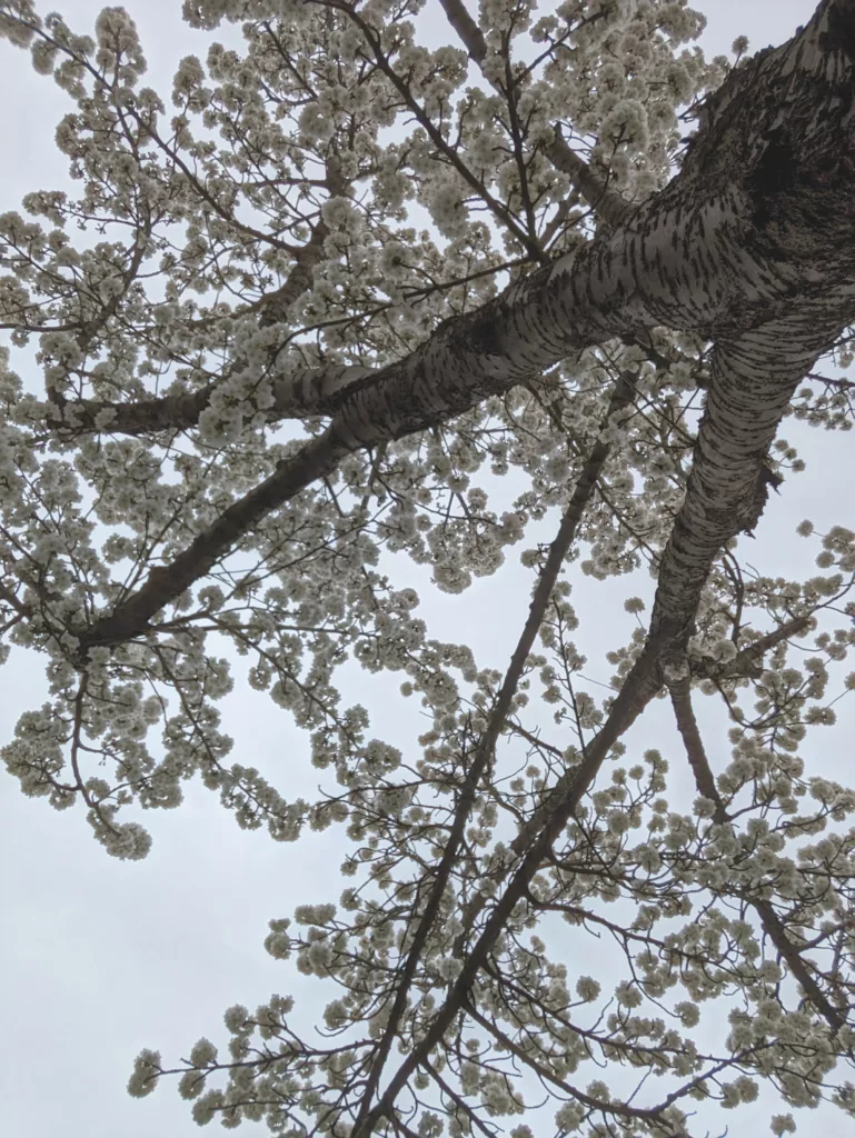 White blossom clusters on dark branches and textured bark, seen from below against a pale grey sky.