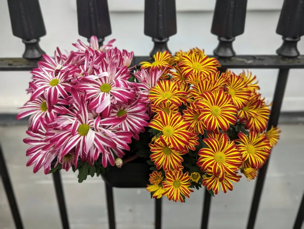 Striped pink and white and red and yellow chrysanthemums in a planter box attached to a black wrought iron fence.