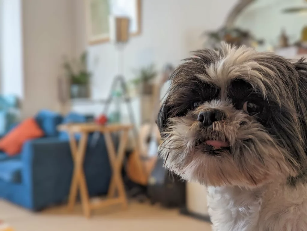 A fluffy grey and black Shih Tzu dog with its tongue slightly out, in front of a blurred living room with a blue sofa.