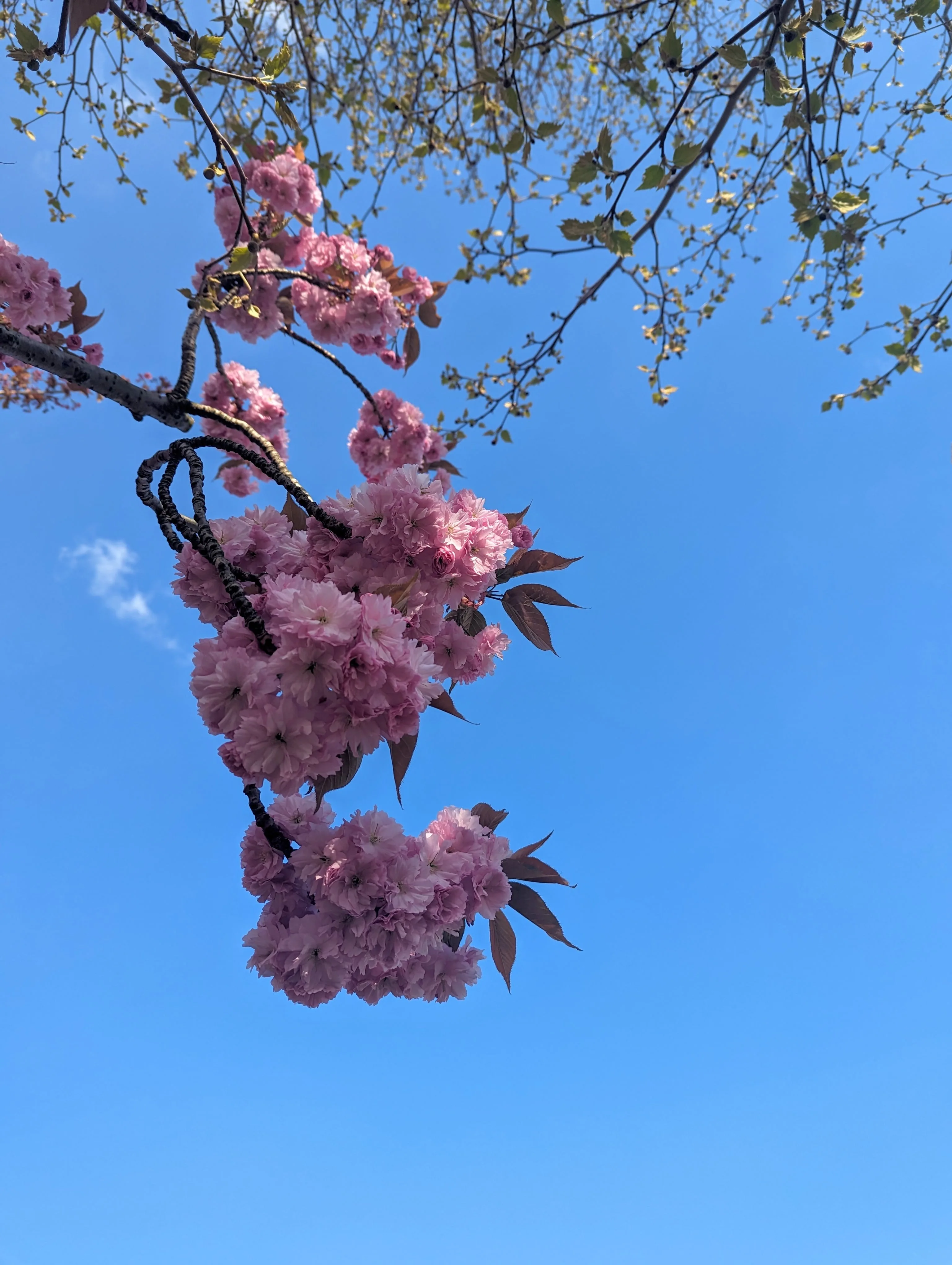 Bunches of dense pink blossom on a dark branch set against a bright, cloudless blue sky.
