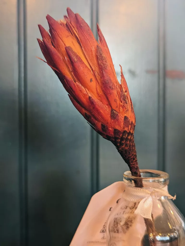 A dried orange protea flower in a small glass bottle with a white ribbon against a dark teal wood-paneled wall.