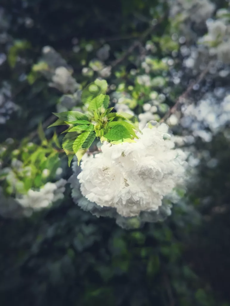 A cluster of fluffy white cherry blossoms and bright green leaves against a dark, blurred background of tree foliage.