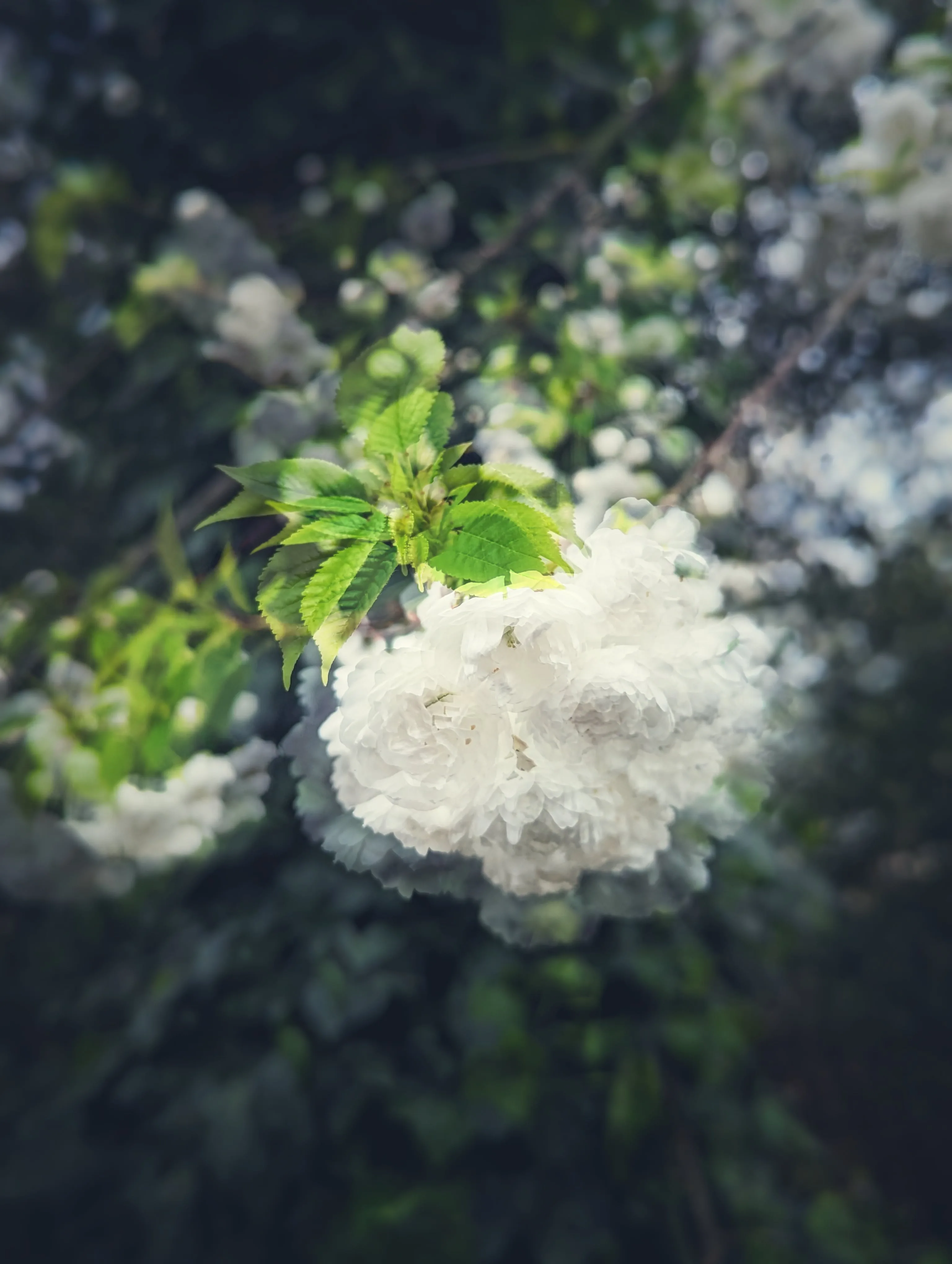 Large cluster of white double blossoms with bright green leaves against a dark, out-of-focus background of foliage.