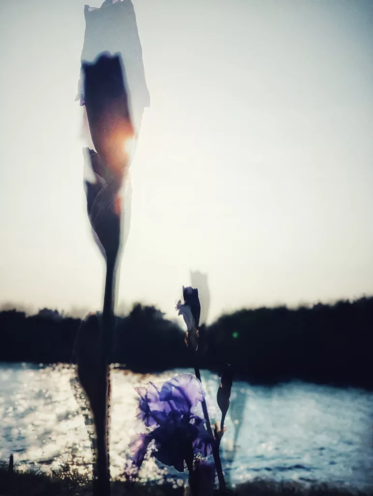 Dreamy double-exposure of purple iris buds and flowers overlooking a sunlit, sparkling river under a bright, hazy sky.