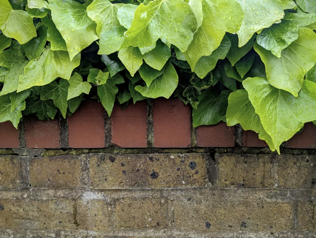 Vibrant green ivy with raindrops cascading over a wall of red and weathered yellow-brown bricks.
