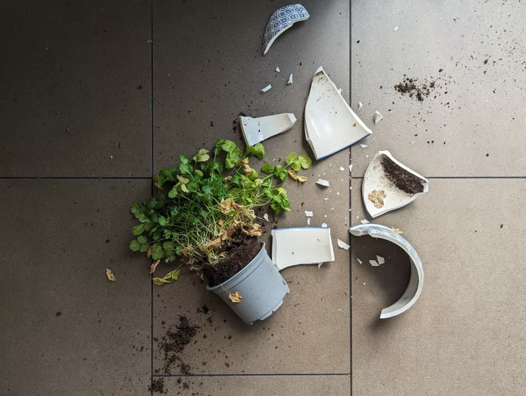 Coriander plant in a grey pot lying amidst the shards of a broken blue and white ceramic outer pot on grey floor tiles with spilled soil.