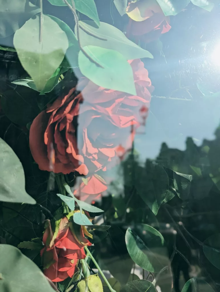 Red roses and green foliage behind glass, catching bright sunlight and soft reflections of the sky and surroundings.