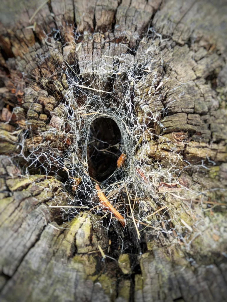 A thick, white funnel spider web built into a dark hollow in the center of a weathered, textured tree stump.