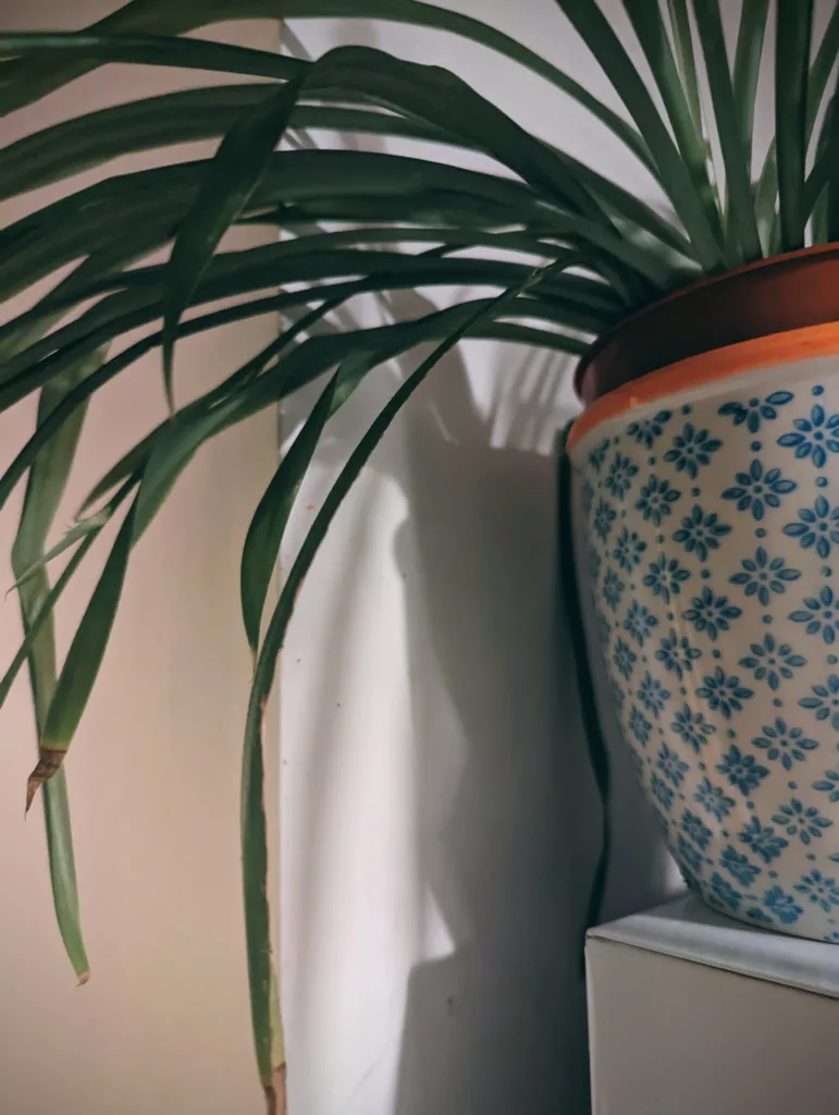 Arching green spider plant leaves in a blue and white floral patterned pot with an orange rim, casting shadows on a white wall.