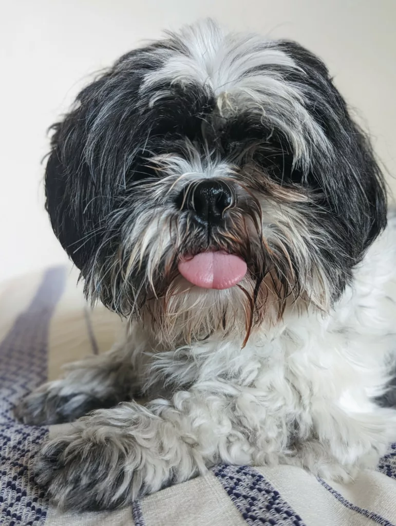 A fluffy black and white dog lying on a striped blanket with its pink tongue sticking out.