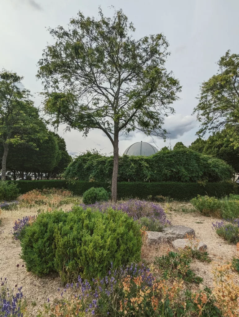 Tall tree in a gravel garden with lavender and shrubs. A grey architectural dome peaks over a thick hedge under an overcast sky.