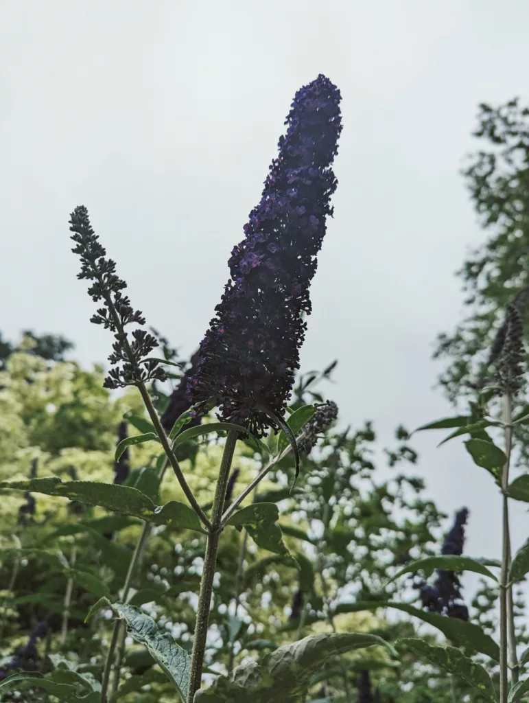 Deep purple Buddleja flower spike reaching toward an overcast sky, surrounded by green leaves and smaller buds.