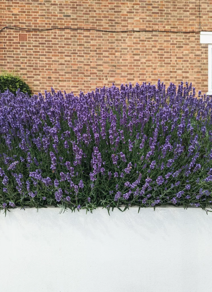 Vibrant purple lavender in full bloom above a white wall, set against a red brick building.