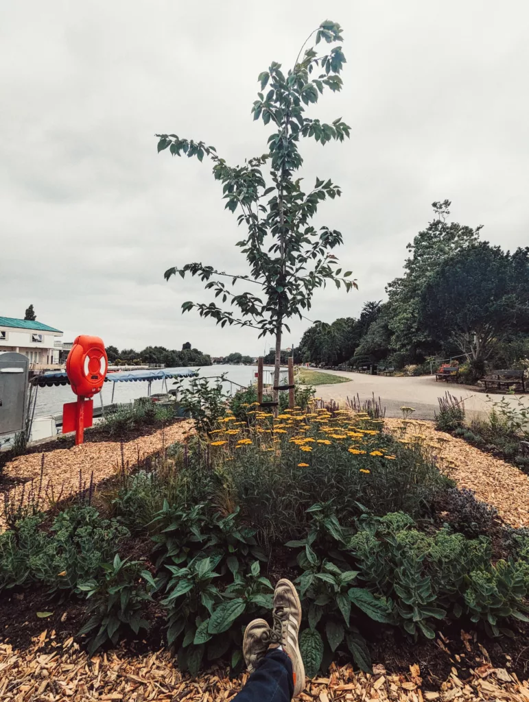 A first-person view of sneakers resting by a wood-chipped flowerbed with a young tree and yellow flowers next to a river under a cloudy sky.