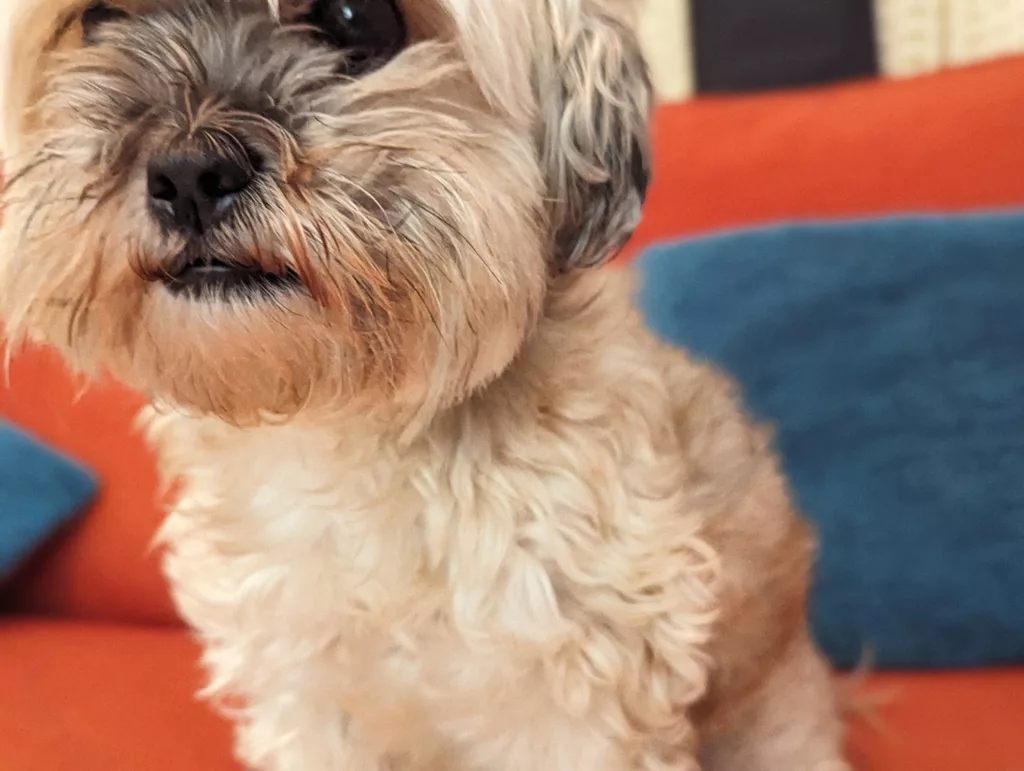 A small tan scruffy-haired dog sitting on an orange sofa with a blue cushion in a shallow-focus portrait.