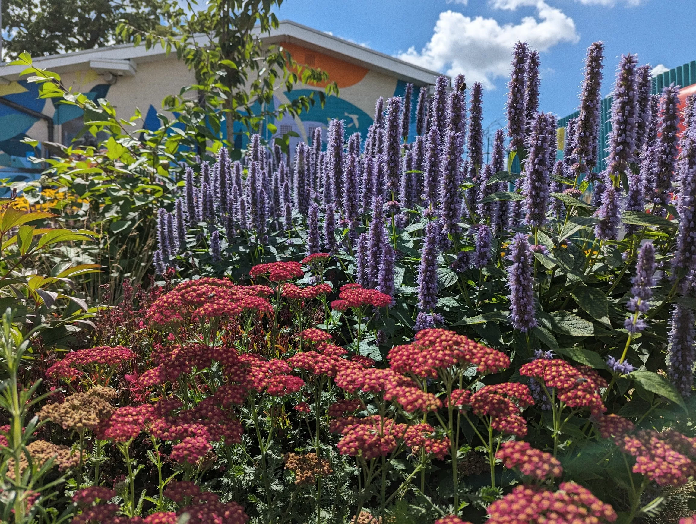 Tall spikes of purple hyssop and flat clusters of red yarrow in a sunny garden with a mural-painted building and blue sky.