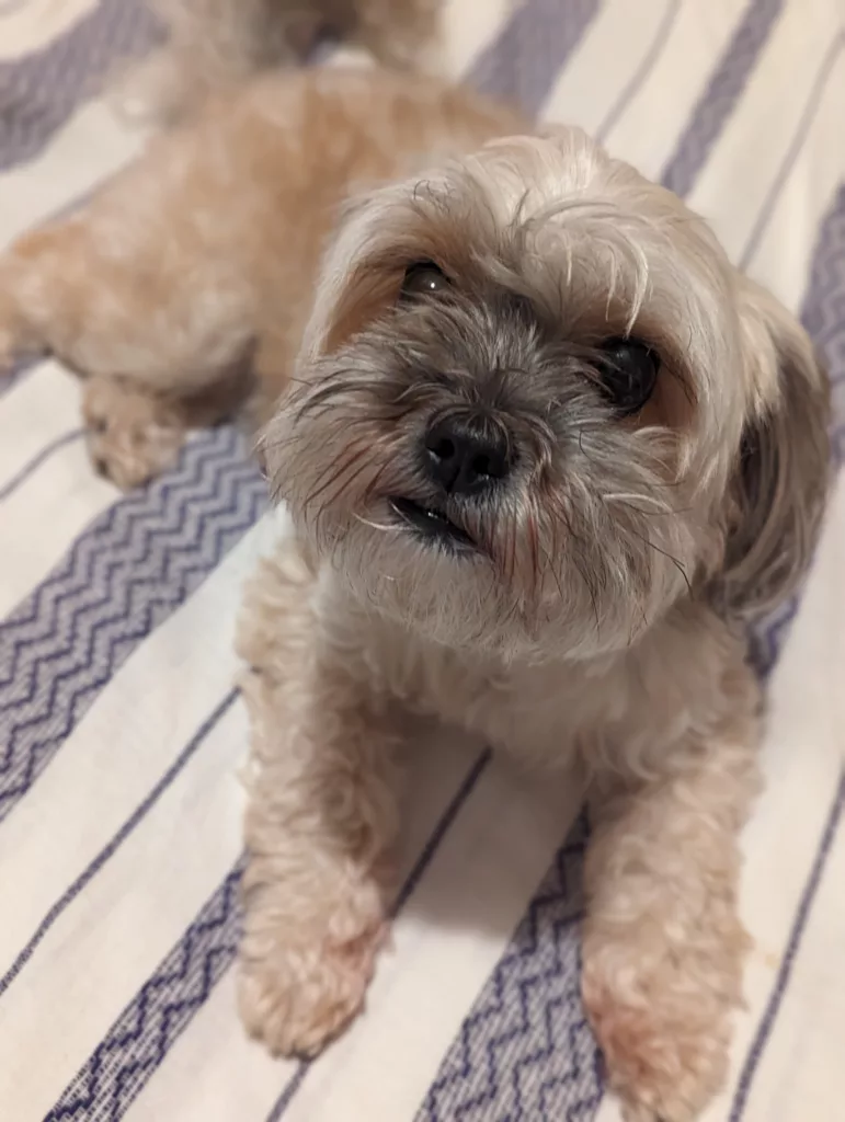 A small, tan fluffy dog looking up while sitting on a blue and white zig-zag striped blanket.