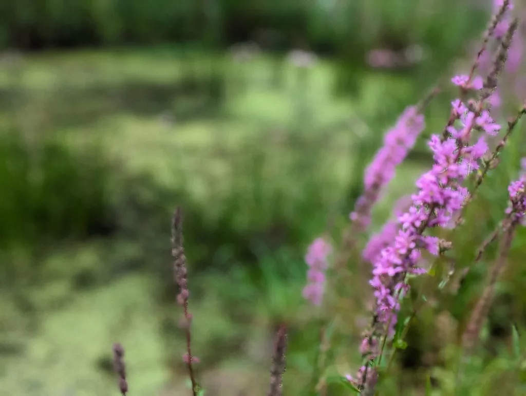 Stalks of purple loosestrife in sharp focus against a soft, blurry background of a green duckweed-covered pond.