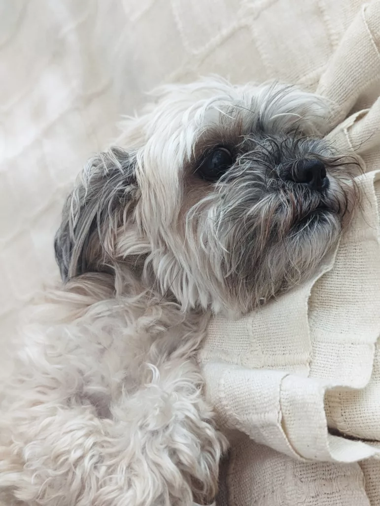 A shaggy grey and white dog resting its head on a textured cream-colored blanket.
