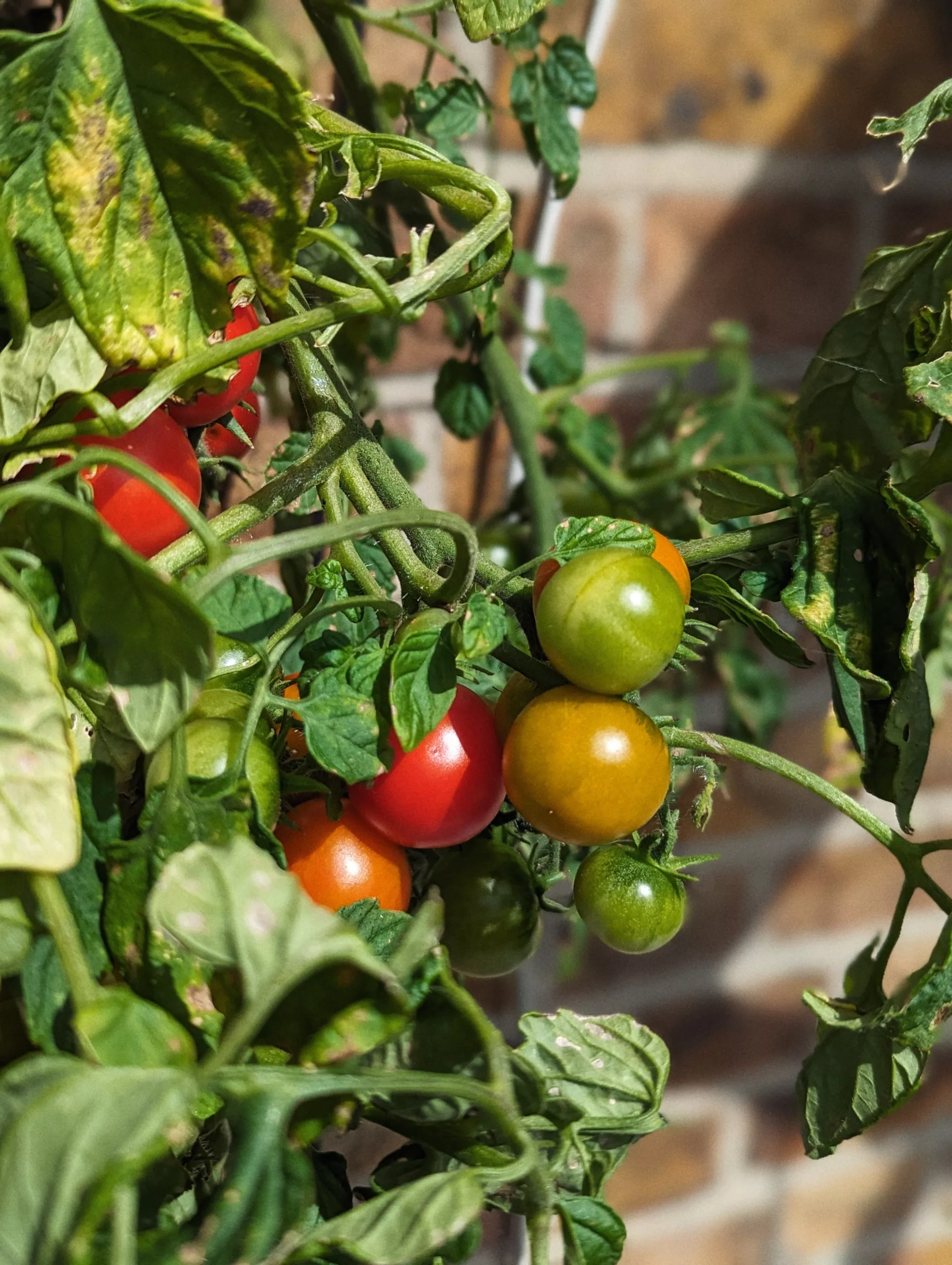 Sunlit cherry tomatoes at various ripening stages, from green to bright red, on a leafy vine against a brick wall.
