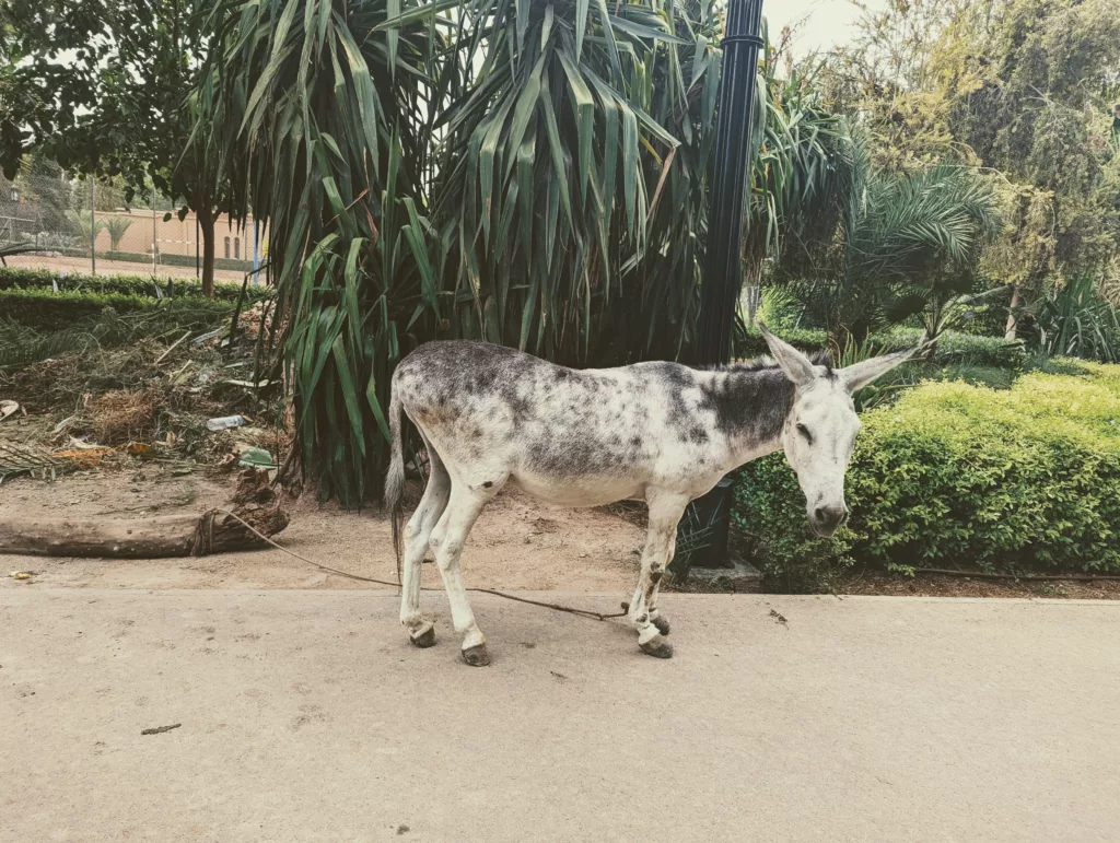 White and grey dappled donkey tethered to a log on a garden path surrounded by tropical greenery.