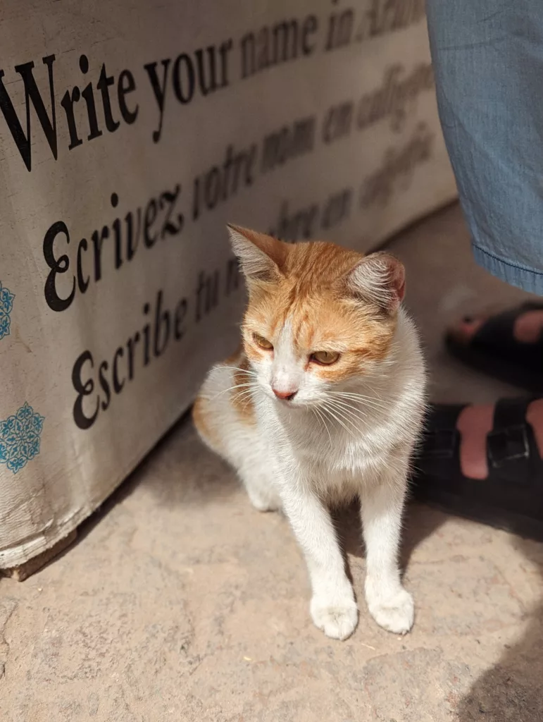 A small ginger and white cat sits on a stone floor beside a multilingual sign and a person's sandaled feet.