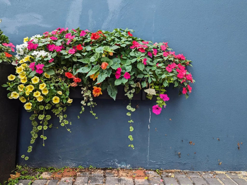 Yellow petunias and pink begonias overflow from a black planter box mounted on a dark blue textured wall above a cobblestone path.