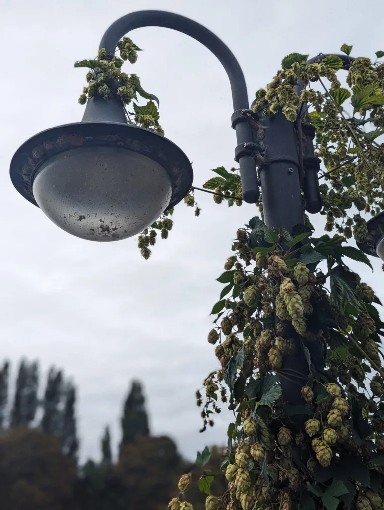 Hop vines and cones climbing up a black street lamp with a frosted globe light against an overcast sky.