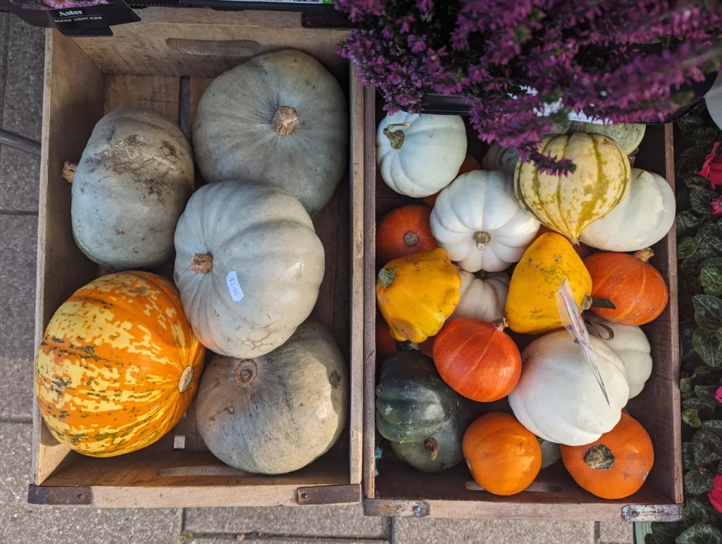 Large grey and orange-speckled pumpkins in a wooden crate next to a crate of small colorful squashes and white mini pumpkins.