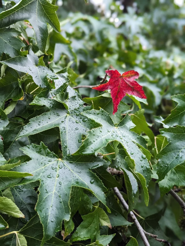 A single vibrant red leaf contrasts against a cluster of wet, star-shaped green leaves covered in raindrops.