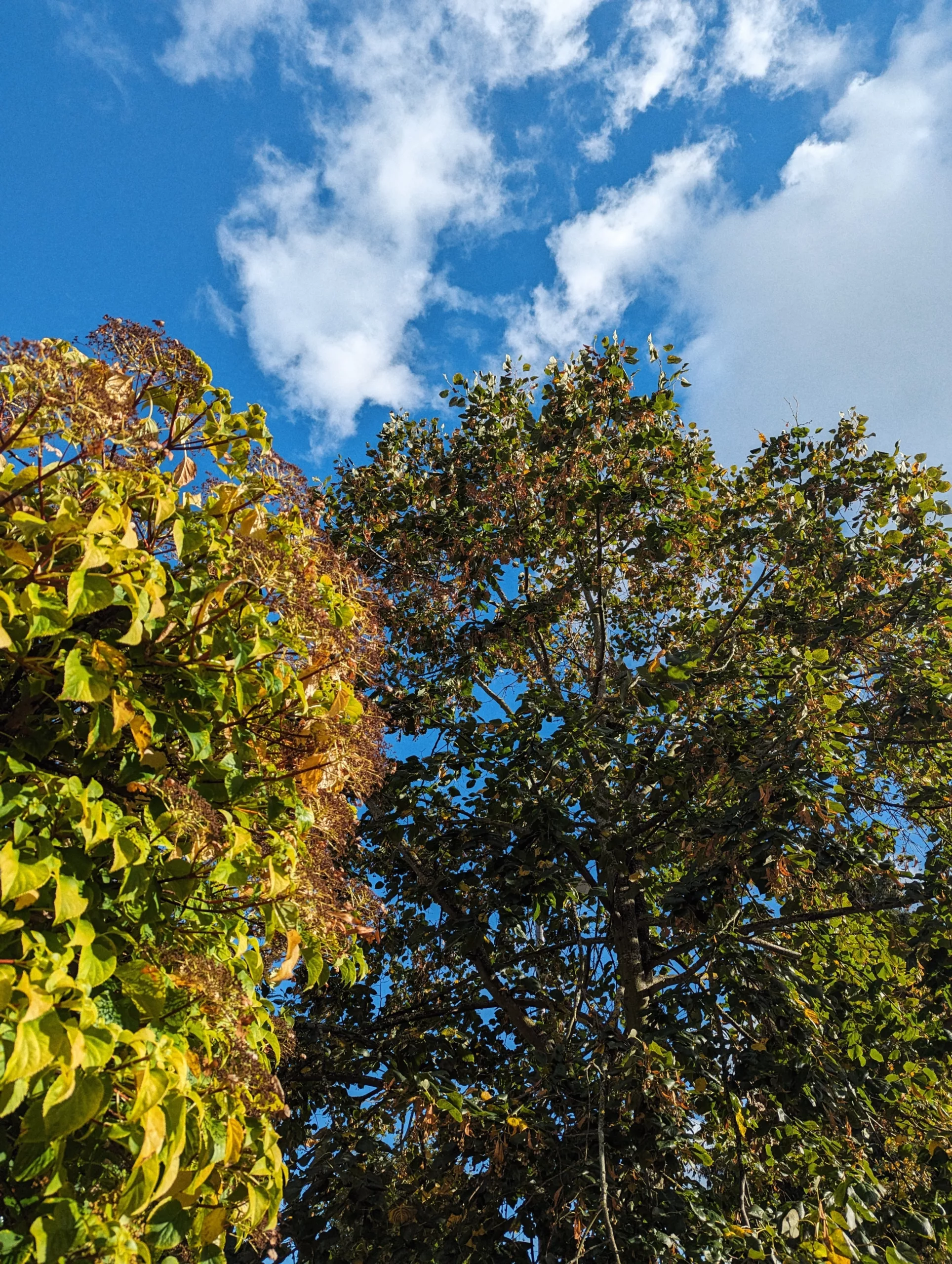 Looking up through trees with yellow and green autumn leaves into a bright blue sky filled with white clouds.