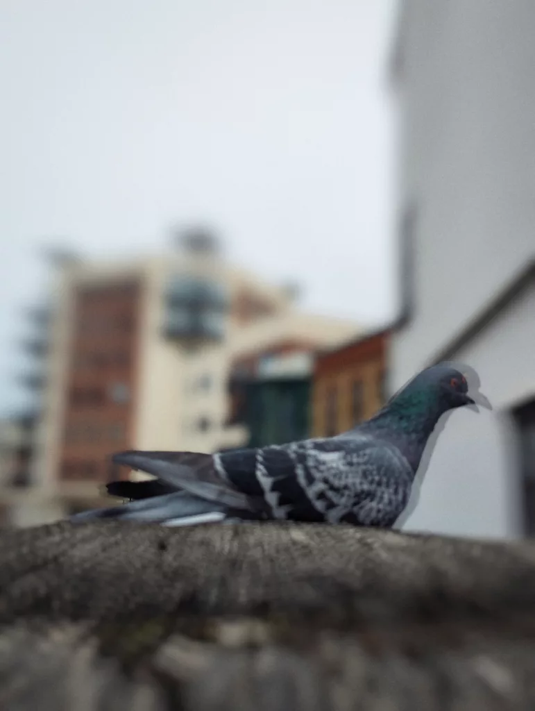 A pigeon resting on a weathered wooden ledge against a blurry urban backdrop, featuring a subtle motion blur or double exposure effect.